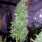 Moby Dick XXL strain