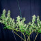 Spiritual Punk (Samsara Seeds) Cannabis-Samen