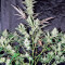 Skunk Auto (Strain Hunters) Cannabis-Samen