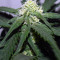 Tangie'matic Auto feminisierte Samen (Fast Buds)