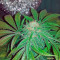 King’s Kush (GHS) Cannabis-Samen