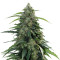 Buddha Syrup Auto (Buddha Seeds) Cannabis-Samen