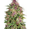 Frisian Dew (Dutch Passion) Cannabis-Samen