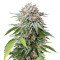 Mango Sapphire (Humboldt Seeds Organization) Cannabis-Samen