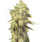 Supreme Durban CBD (Nirvana Seeds) Cannabis-Samen