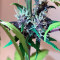 Buddha Purple Kush Auto (Buddha Seeds) Cannabis-Samen