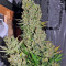 Chronic regular (Serious Seeds) Cannabis-Samen