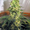 Chronic (Serious Seeds) Cannabis-Samen