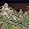 Fruit Punch Auto feminisiertes Saatgut (Heavyweight Seeds)