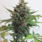 Mendocino Purple Kush (Medical Seeds) Cannabis-Samen