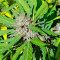 South African Kwazulu strain