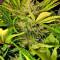 S.A.D. Sweet Afgani Delicious Auto (Sweet Seeds) Cannabis-Samen
