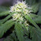 Tangie'matic Auto feminisierte Samen (Fast Buds)