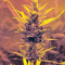 White Widow XXL Autoflowering (Dinafem Seeds) Cannabis-Samen