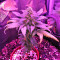 Amnesia (World of Seeds) Cannabis-Samen