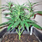 Ice Cool Auto (Sweet Seeds) Cannabis-Samen