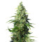 Honey Peach Auto CBD (Sweet Seeds) Cannabis-Samen