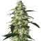 Skunk Auto (Strain Hunters) Cannabis-Samen