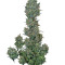Sweet Special F1 Fast version (Sweet Seeds) Cannabis-Samen