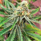 Strawberry Cake (Heavyweight Seeds)