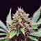 Sweet Skunk F1 Fast Version (Sweet Seeds) Cannabis-Samen