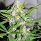 Auto Wembley (Pyramid Seeds) Cannabis-Samen