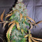 Auto White Widow (Pyramid Seeds) Cannabis-Samen