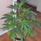 Kali & the Chocolate Factory (KFC Seeds) Cannabis-Samen