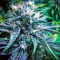 Master Kush (Nirvana Seeds) Cannabis-Samen