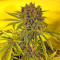 Satori regular (Mandala Seeds) Cannabis-Samen