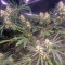 Swiss Cheese (Nirvana Seeds) Cannabis-Samen