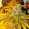 Yumbolt 47 (World of Seeds) Cannabis-Samen