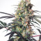 Passion Fruit (Dutch Passion) Cannabis-Samen