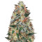 Auto Original Limonade Skunk (Victory Seeds) Cannabis-Samen