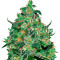 Critical Jack Herer Auto (Delicious Seeds)