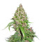 Frisian Duck (Dutch Passion) Cannabis-Samen