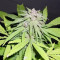 Amnesia Haze (RQS) Cannabis-Samen