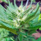 Colombian Gold (World of Seeds)