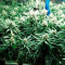 Fruit Punch (Heavyweight Seeds) Cannabis-Samen