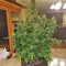 GG#4 Original Glue Auto feminisierte Samen (Fast Buds)