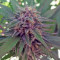 Sweet Cheese F1 Fast Version (Sweet Seeds) Cannabis-Samen