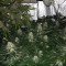 Amnesia (Vision Seeds) Cannabis-Samen