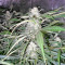 AK-47 (Serious Seeds) Cannabis-Samen