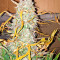 Critical Jack Autoflowering (Dinafem Seeds) Cannabis-Samen