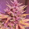 Fastberry Auto (Fast Buds) Cannabis-Samen