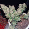 S.A.D. Sweet Afgani Delicious Auto (Sweet Seeds) Cannabis-Samen