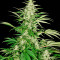White Russian (Serious Seeds) Cannabis-Samen