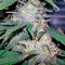 Fast Bud #2 Auto (Sweet Seeds) Cannabis-Samen