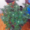 Kaia Kush (GHS) Cannabis-Samen