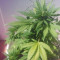 MAXI GOM Auto (Grass-O-Matic) Cannabis-Samen